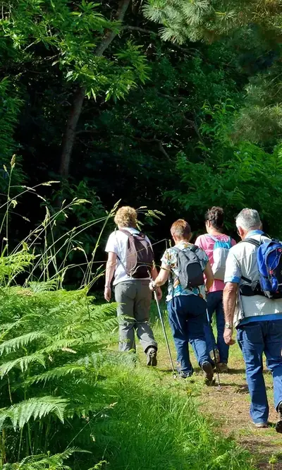 Wandergruppe auf einem Waldweg zwischen Farnen